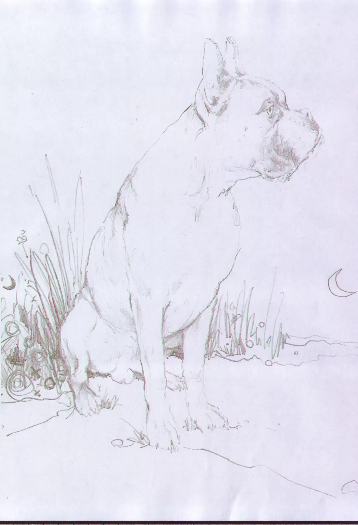 388-boxer-hund